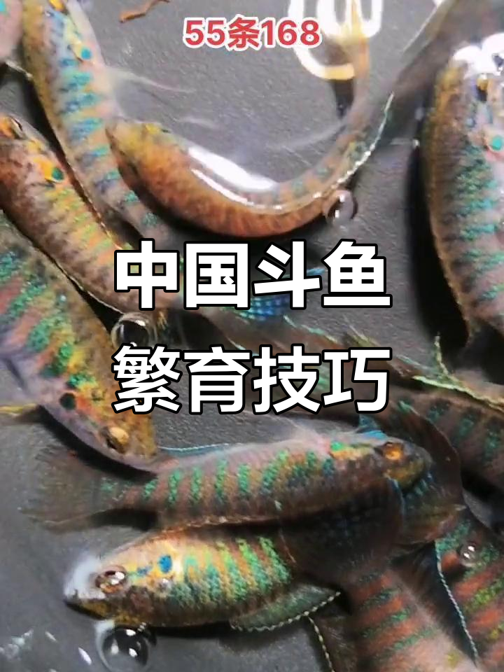 斗鱼繁殖技术揭秘,如何高效养殖普叉国斗