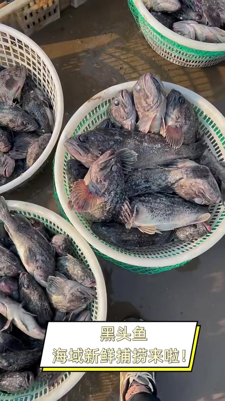 黑头鱼,海域新鲜捕捞来啦!