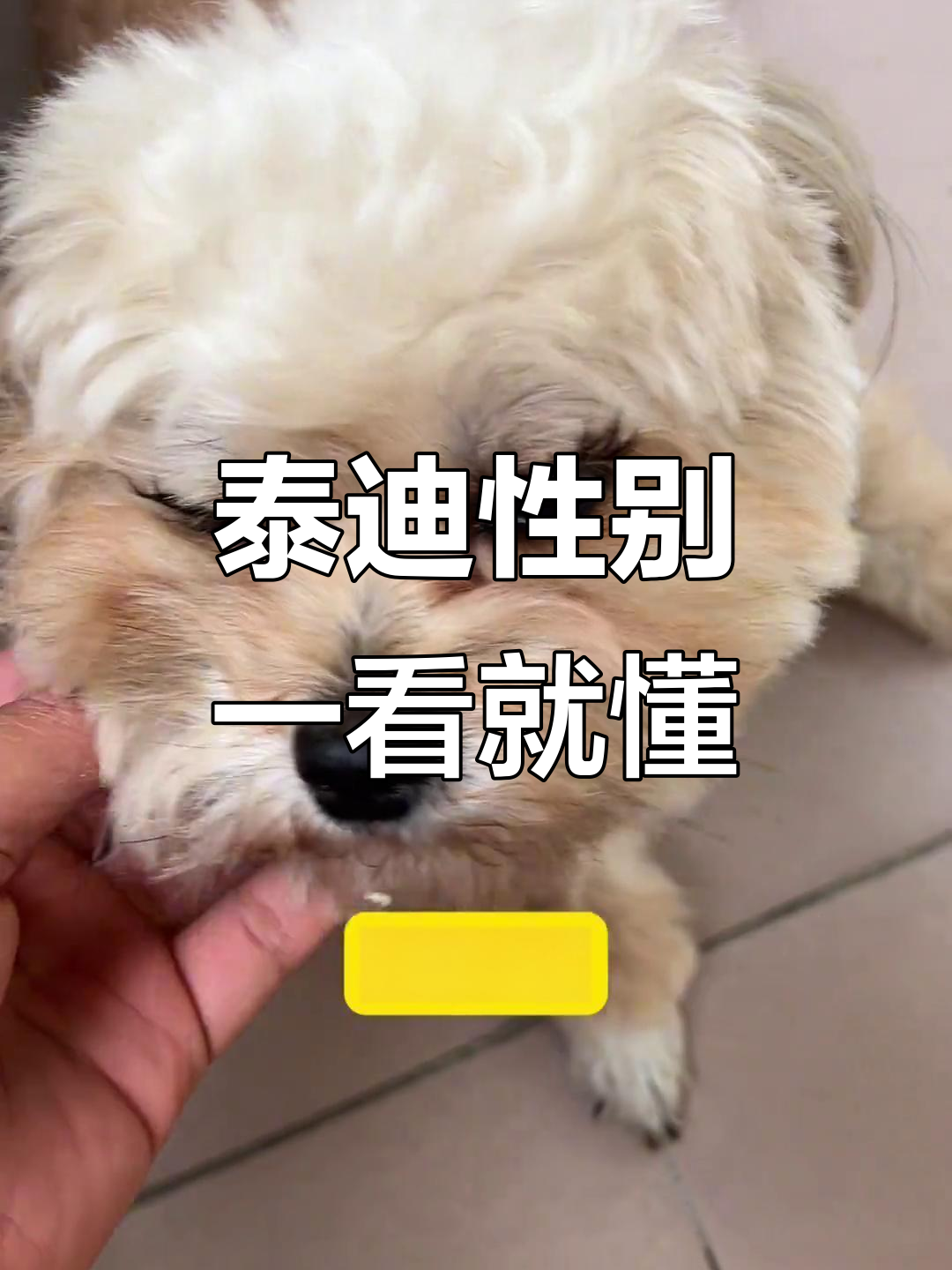 泰迪公母一眼识破,性别特征超明显