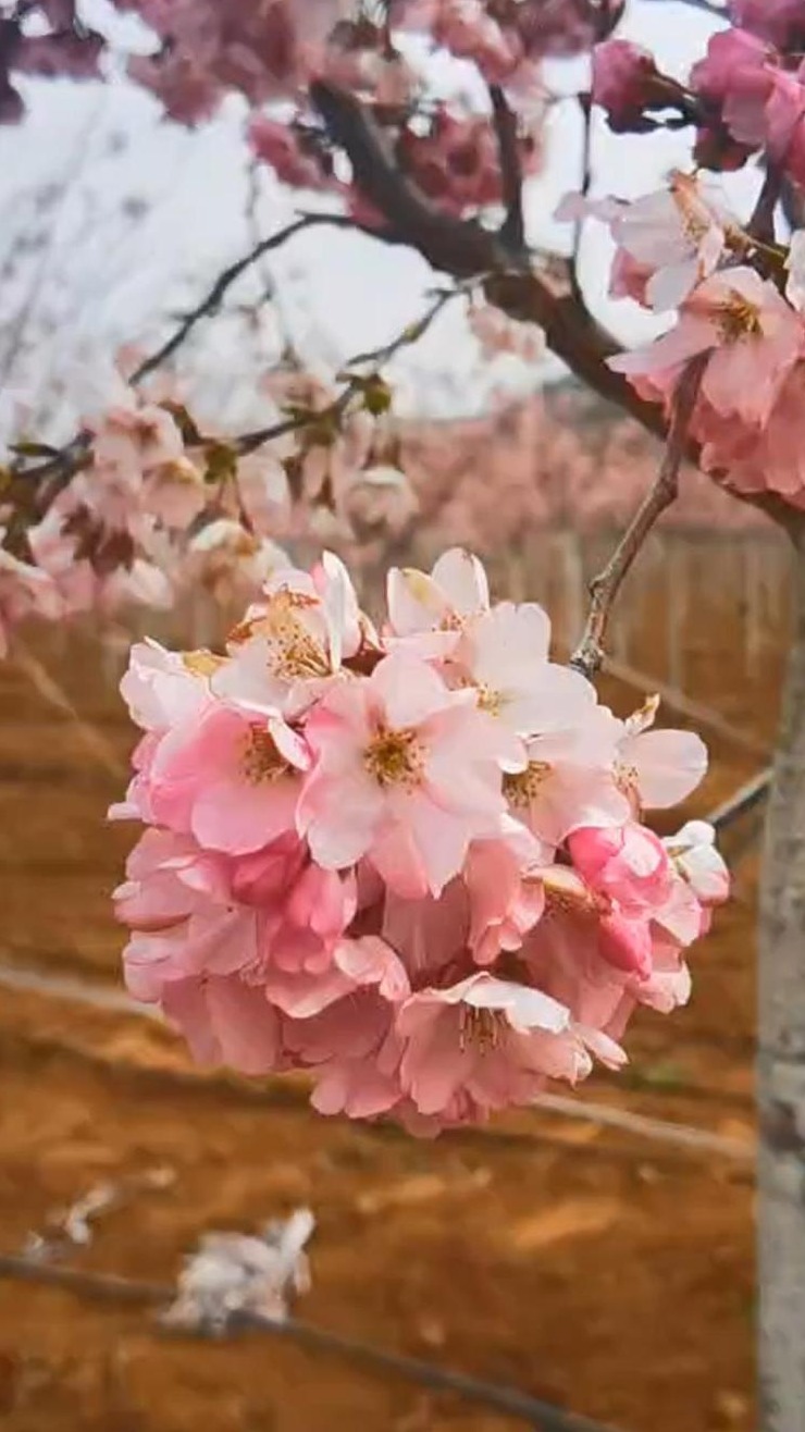 樱花什么颜色图片