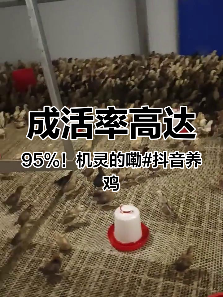 鸡场抖音=抖音上的养鸡养殖户网红