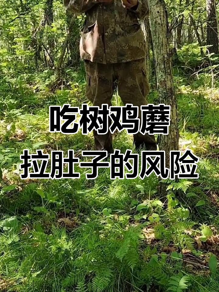 野生树鸡蘑吃多了会拉肚子,肠胃敏感的人要小心
