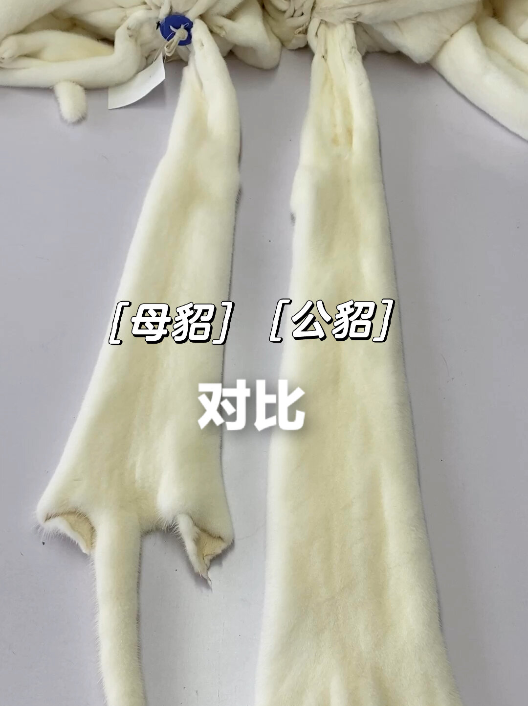 「水貂知识」同为紫金短二的公母貂对比