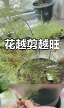 剪掉花头，轻松爆盆！文竹、幸福树都能重生