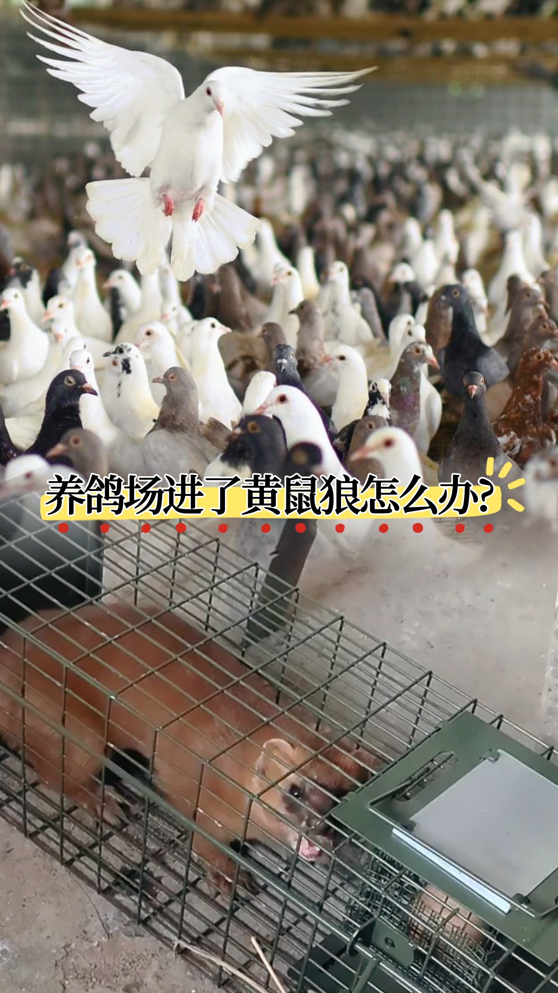 黄鼠狼捕捉笼效果展示,黄鼠狼捕捉笼生产厂家