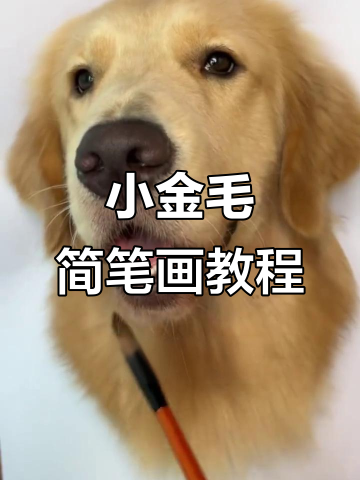 画出一只萌态十足的小金毛,简单又可爱