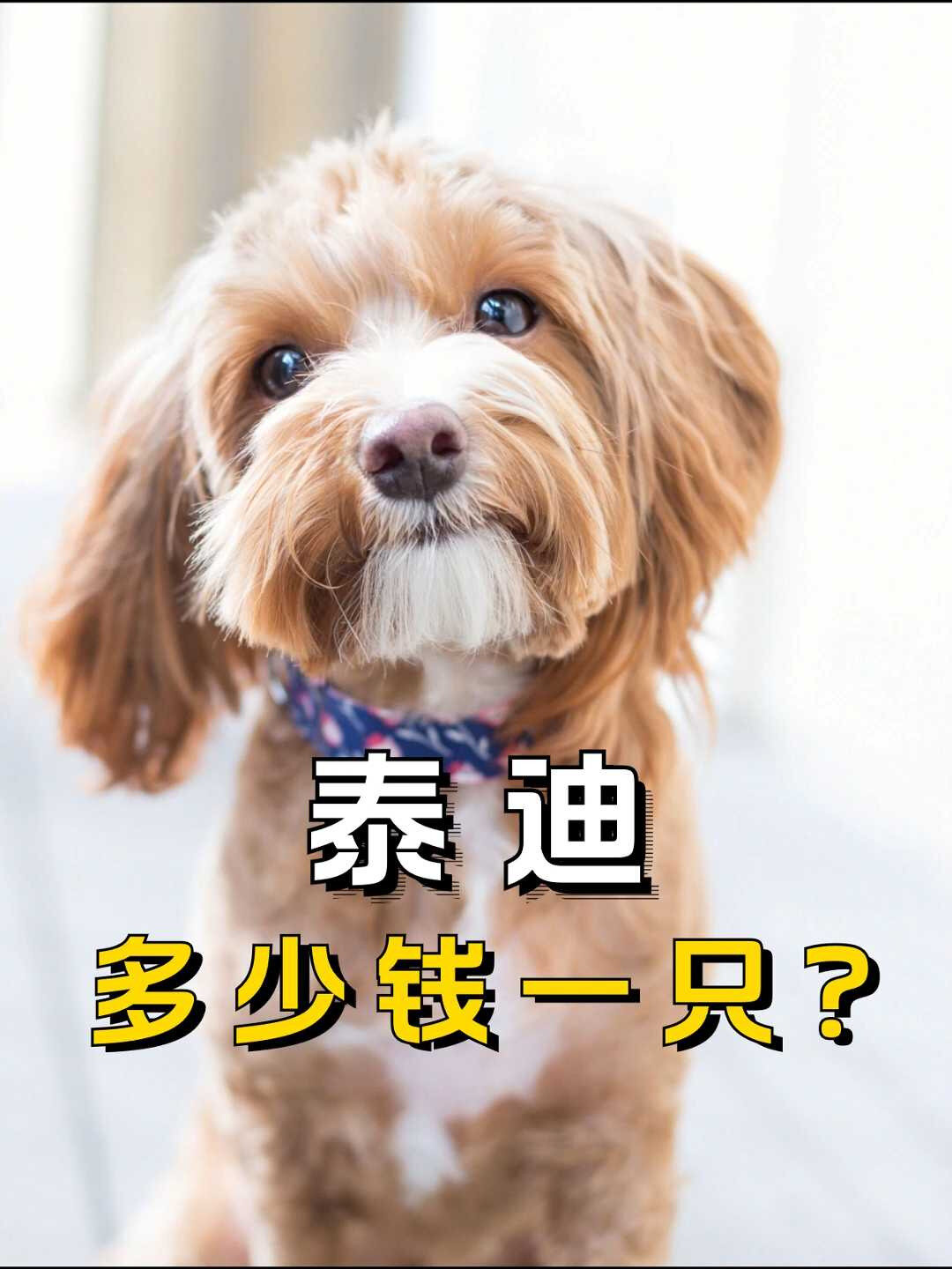 泰迪犬多少钱一只?图片