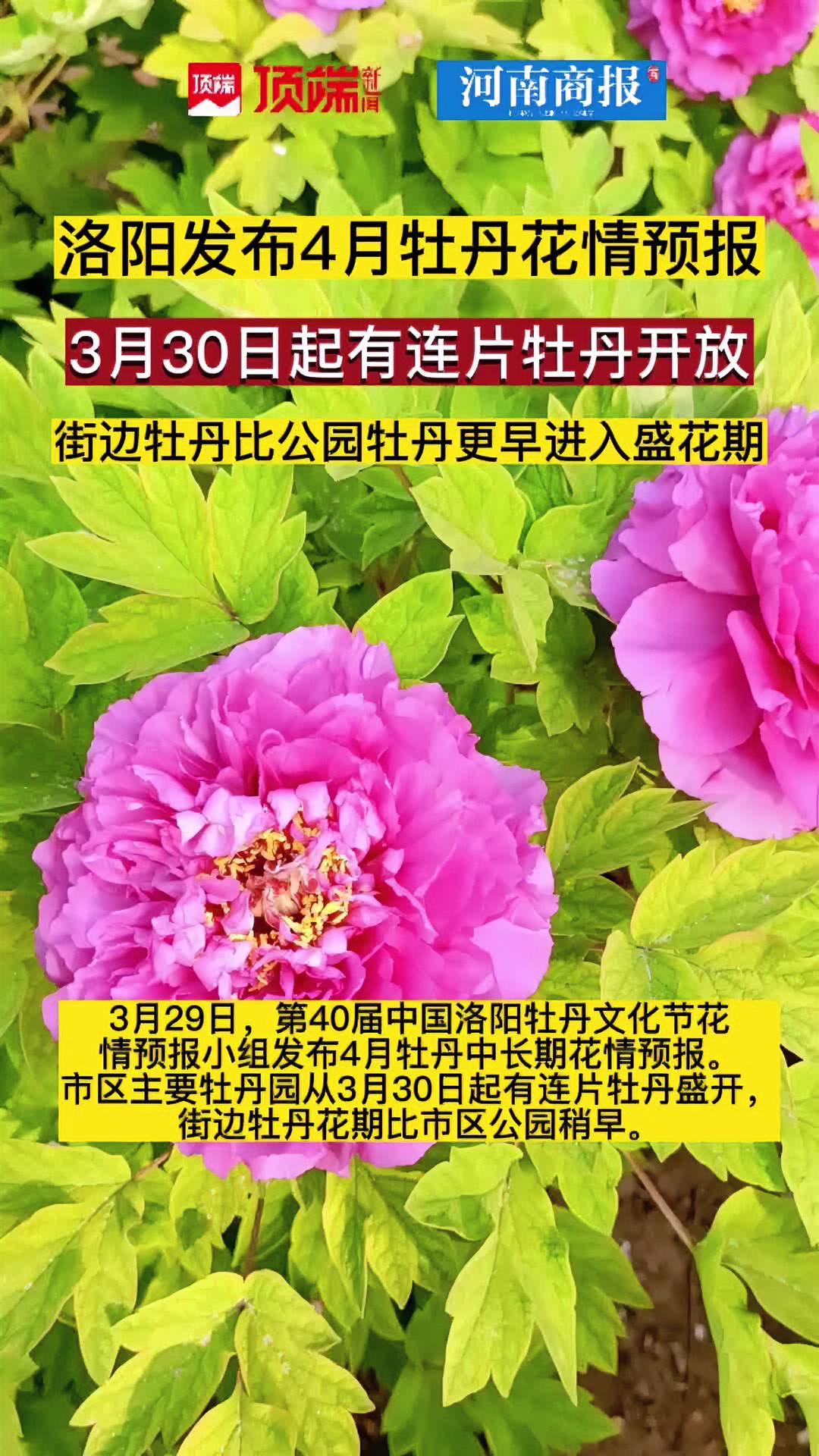 洛阳发布4月牡丹花情预报,3月30日起有连片牡丹开放,街边牡丹比公园