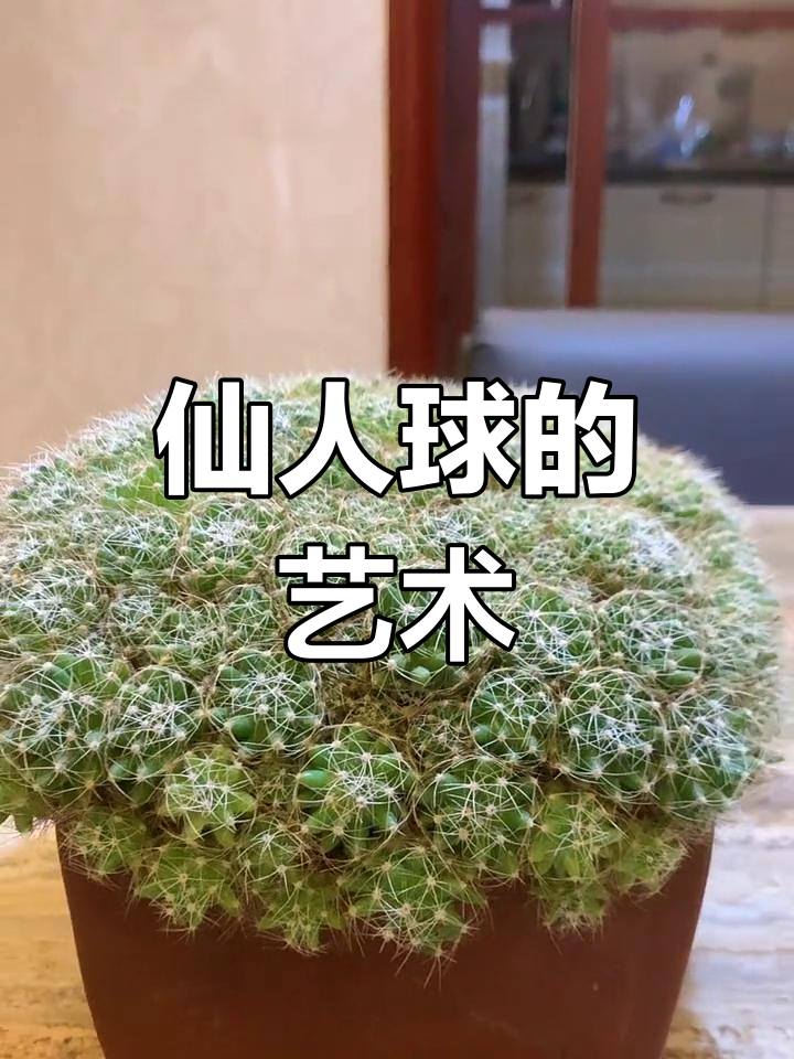 金星仙人球爆盆,精致如艺术品,令人陶醉!