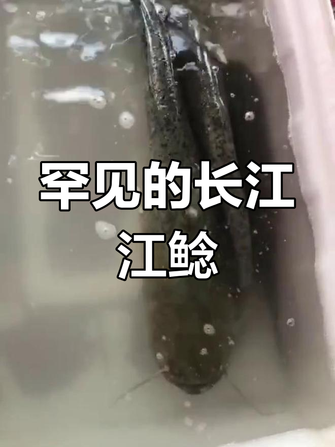 长江野生江鲶,难得一见