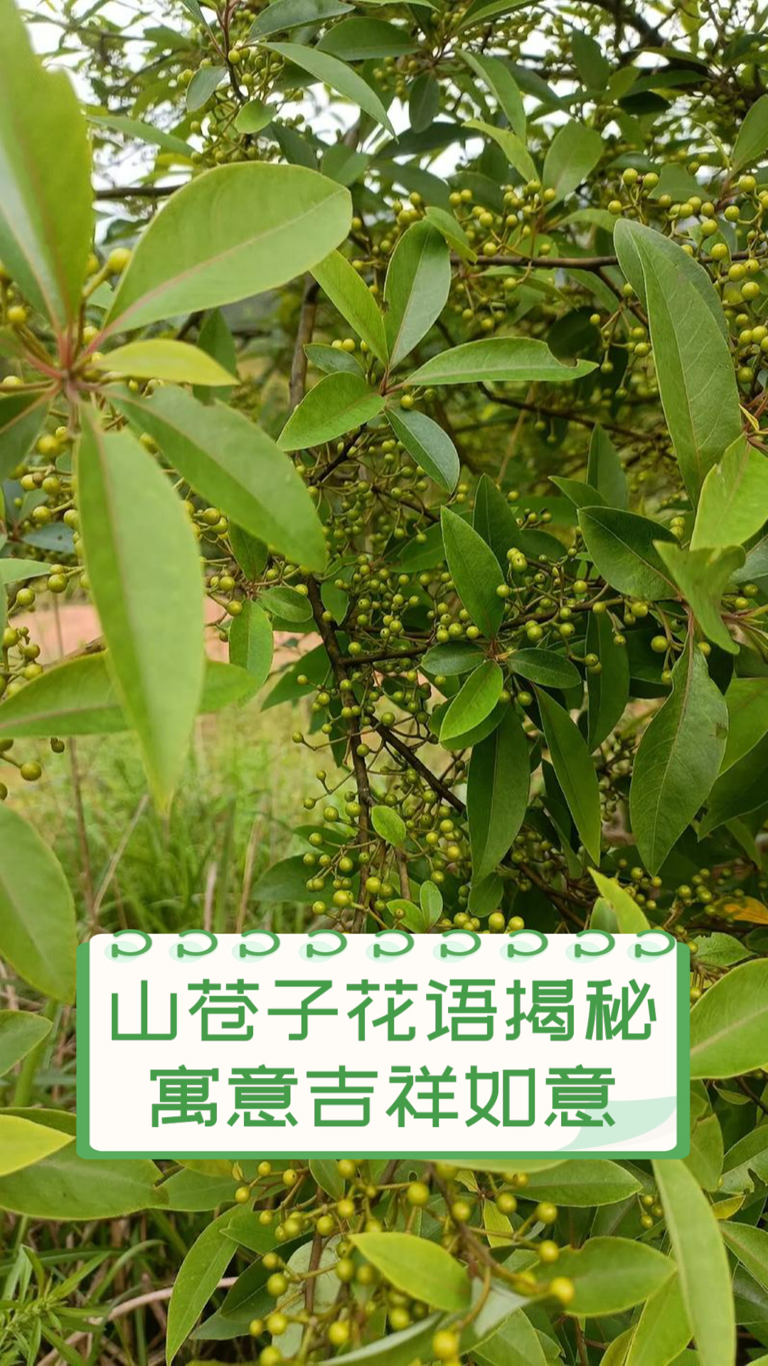 山苍子花语揭秘,寓意吉祥如意
