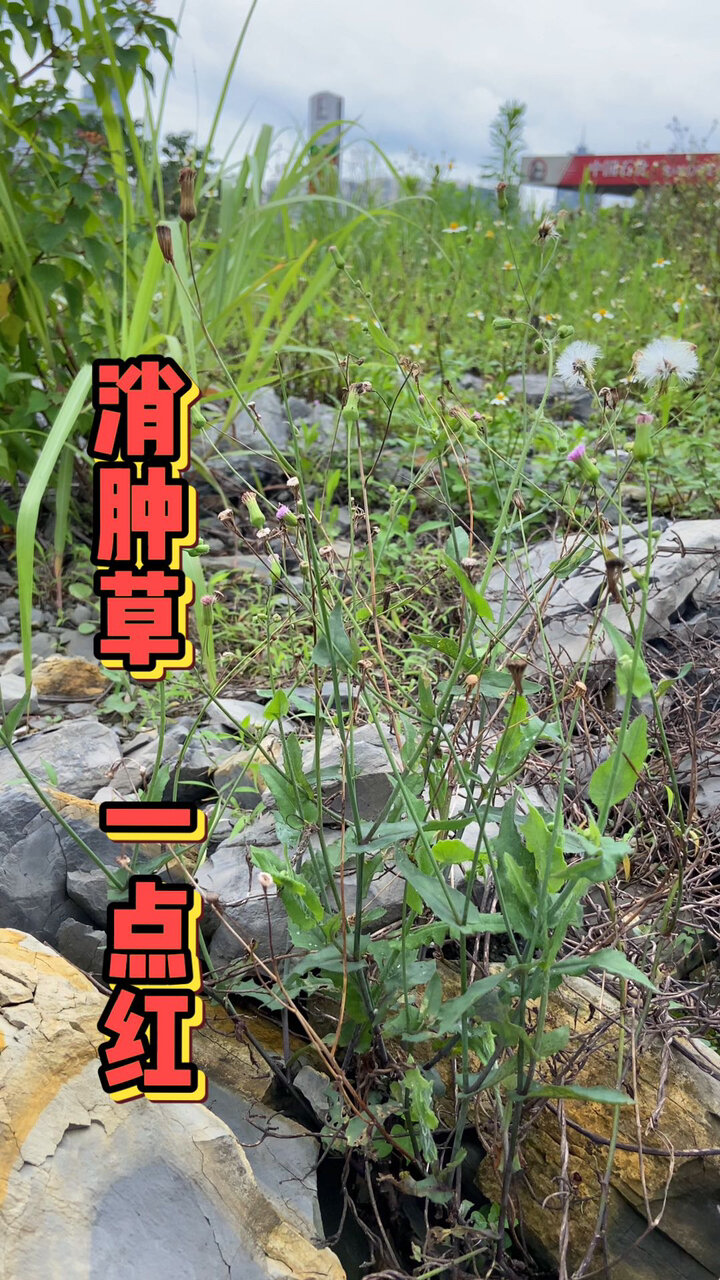 这草人称"一点红",它晒一干泡水喝好处多多