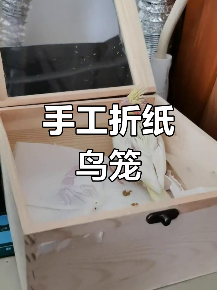 手养玄凤第29天