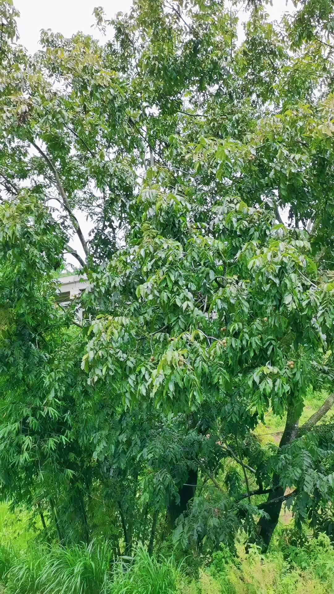 云南大山里的百年核桃树,真的是太大了,这么大的核桃树,你见过吗?