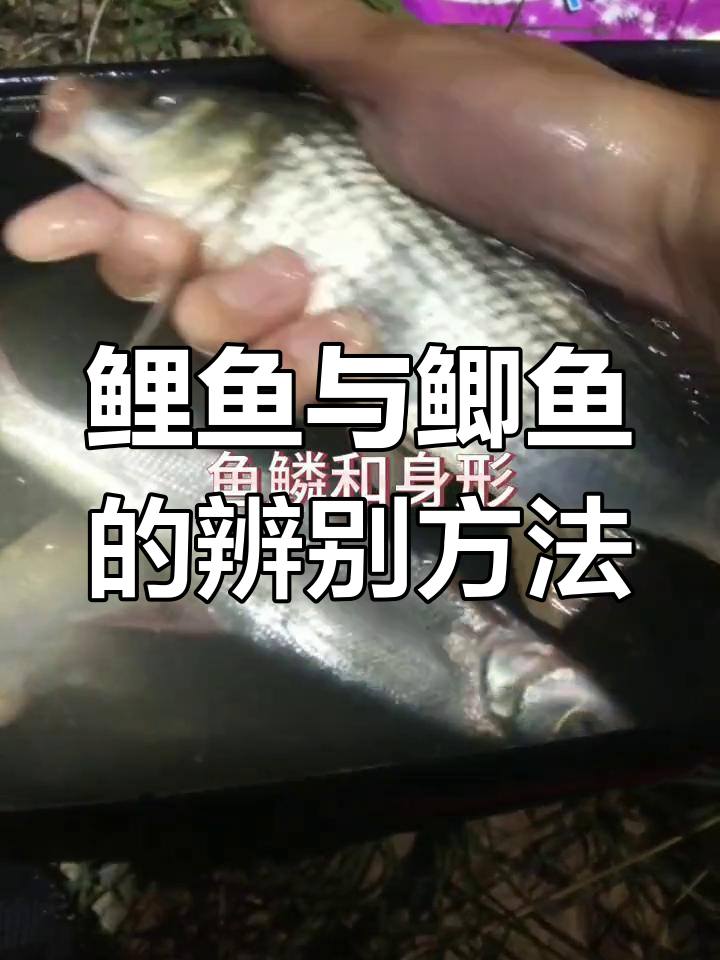 如何区分鲤鱼和鲫鱼?