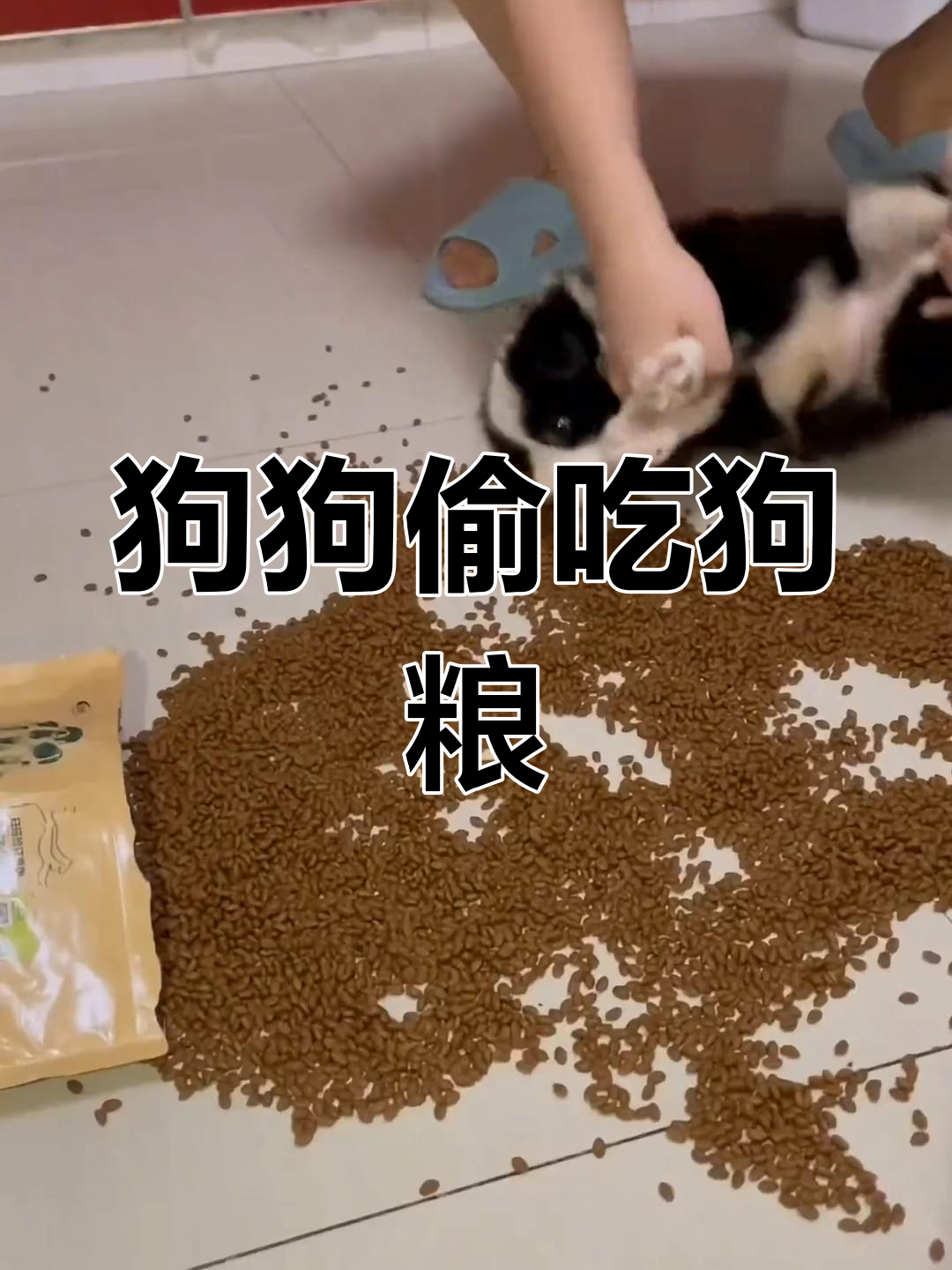 狗狗明目张胆吃狗粮,主人气愤不已