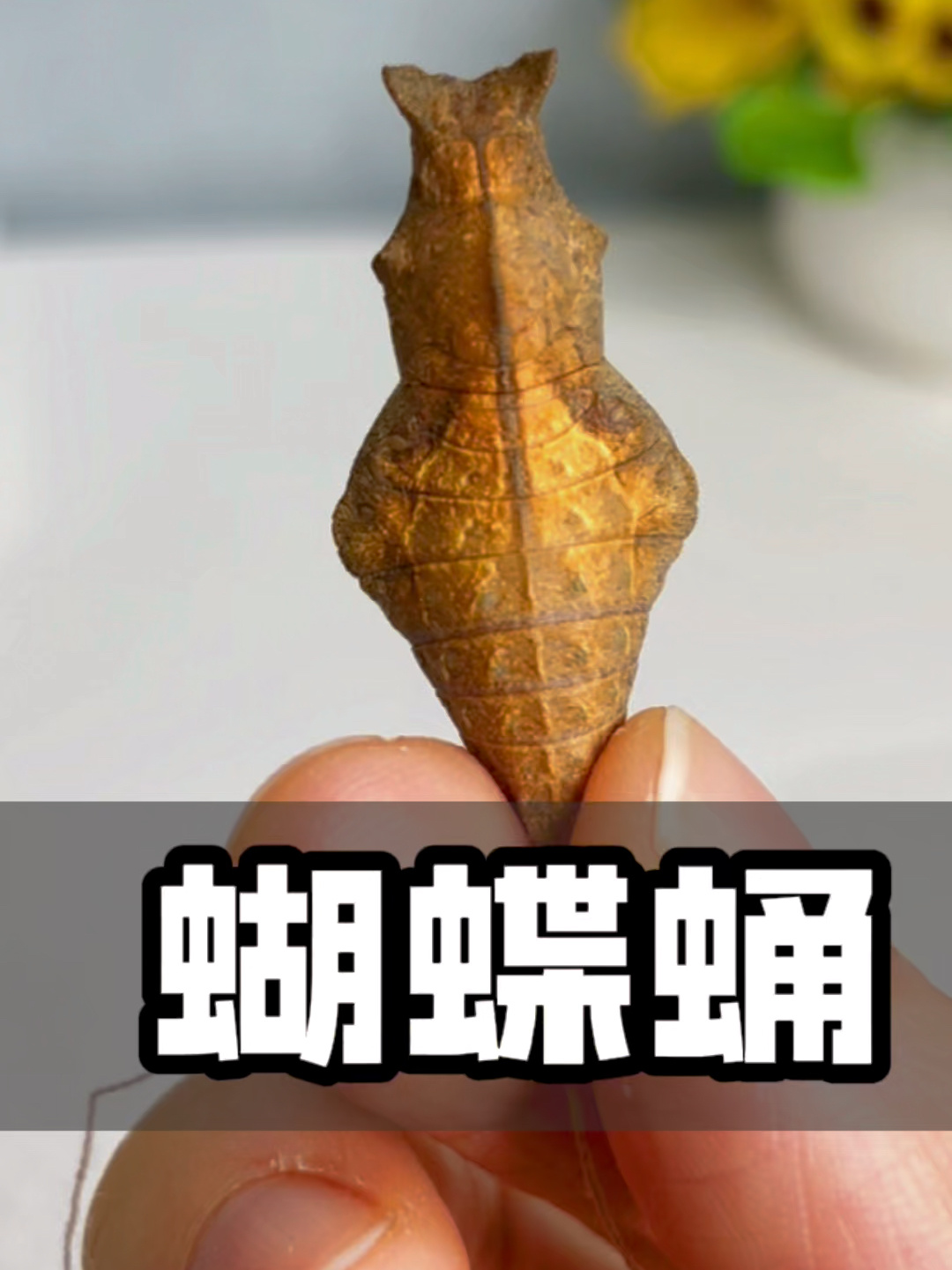 蝴蝶蛹的药用价值图片