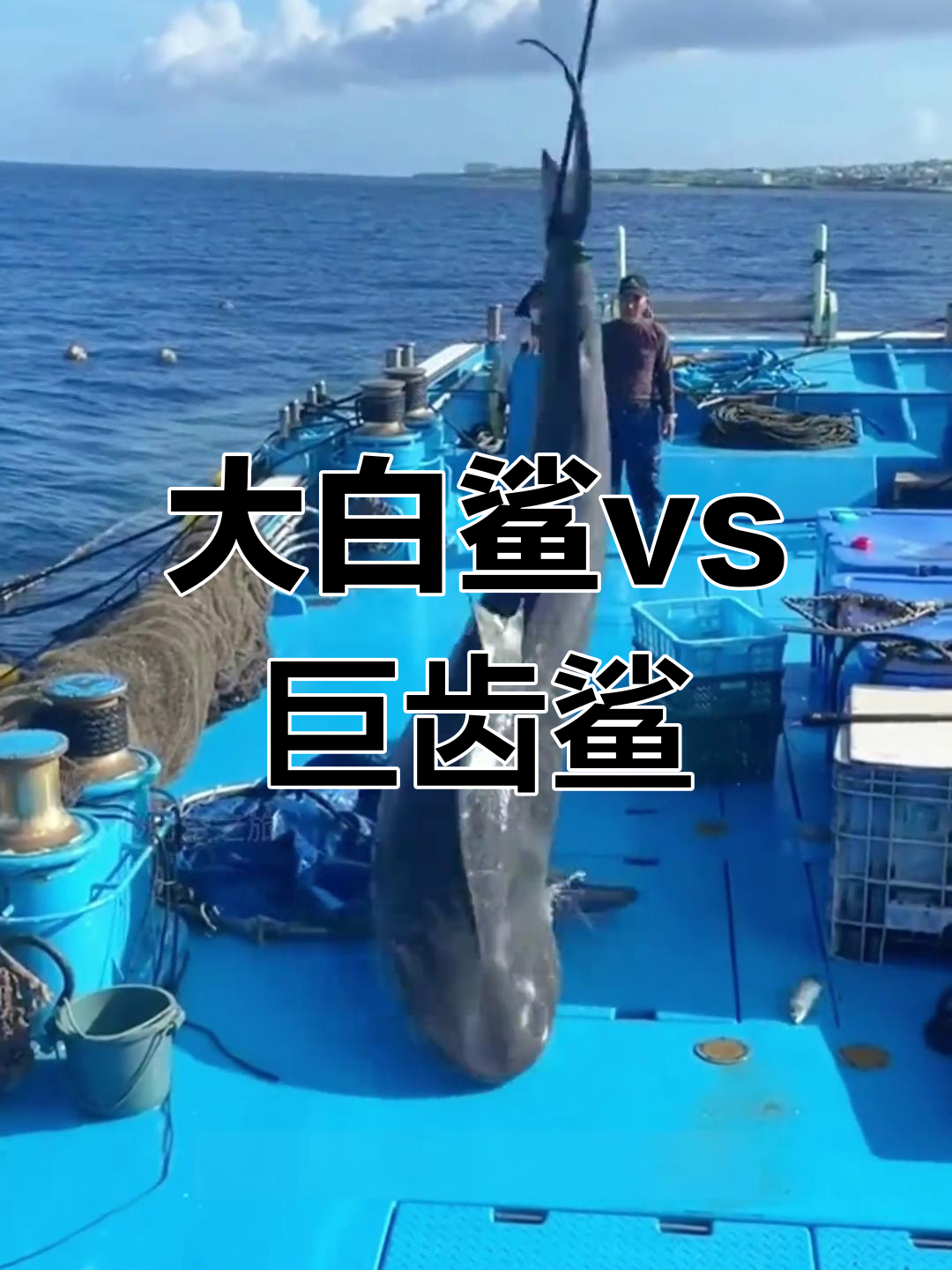 巨齿鲨大战大白鲨谁会赢