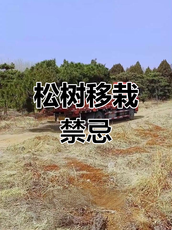 松树移栽注意事项,避免这些误区