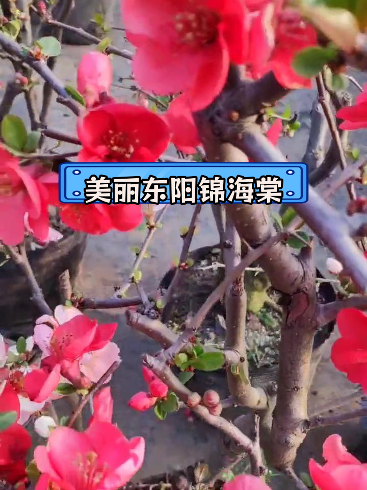 东洋锦海棠花有毒图片