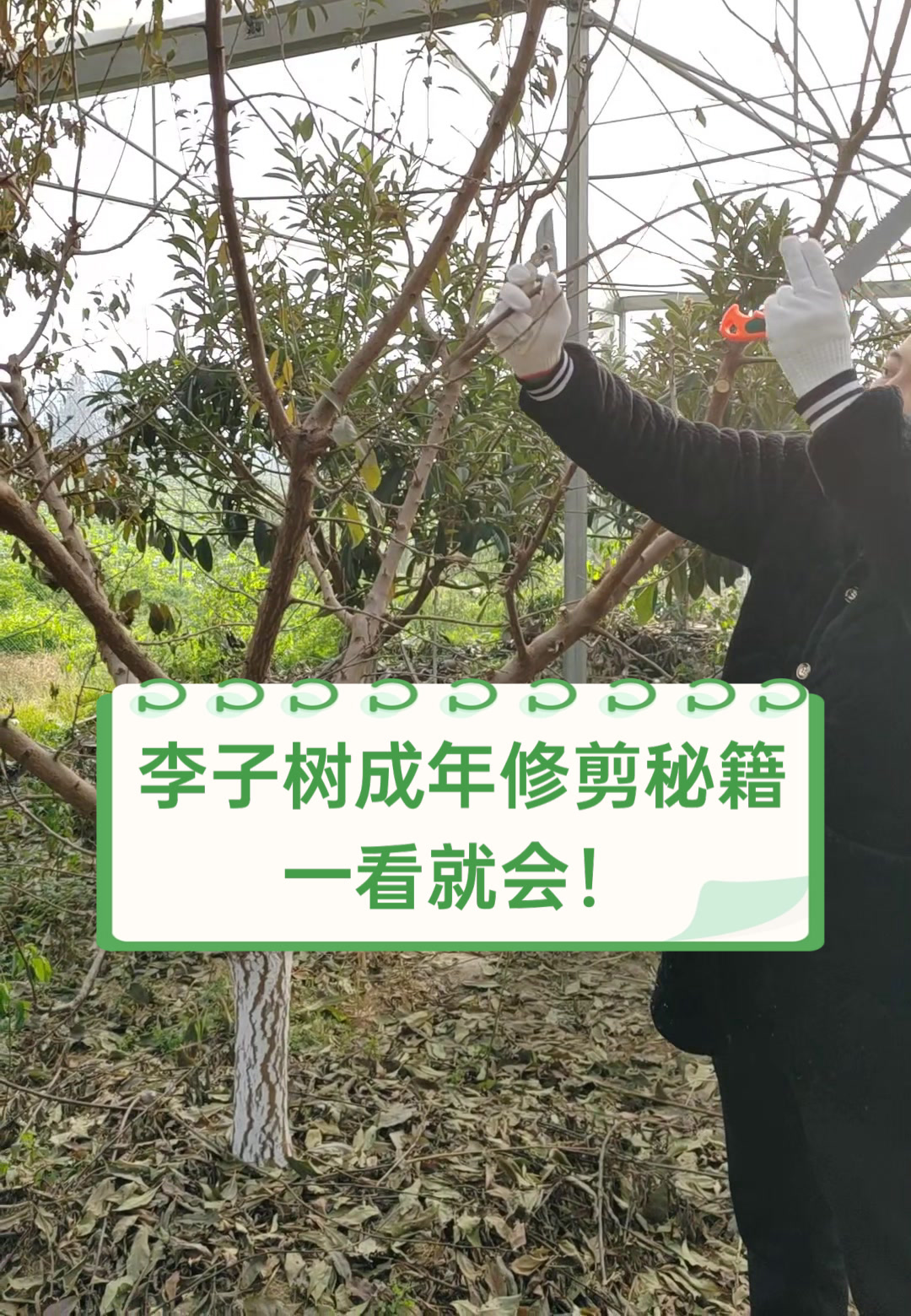 李子树成年修剪秘籍,一看就会!