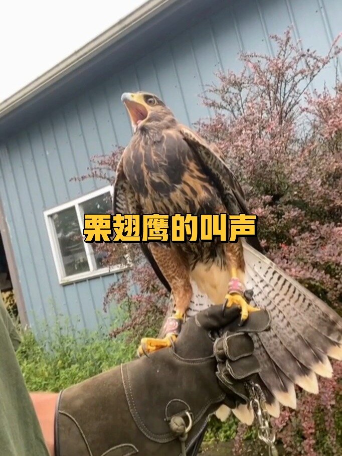 给大家听一听栗翅鹰的叫声