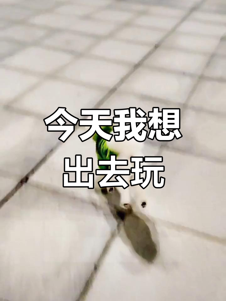 我要出去浪,享受自由时光