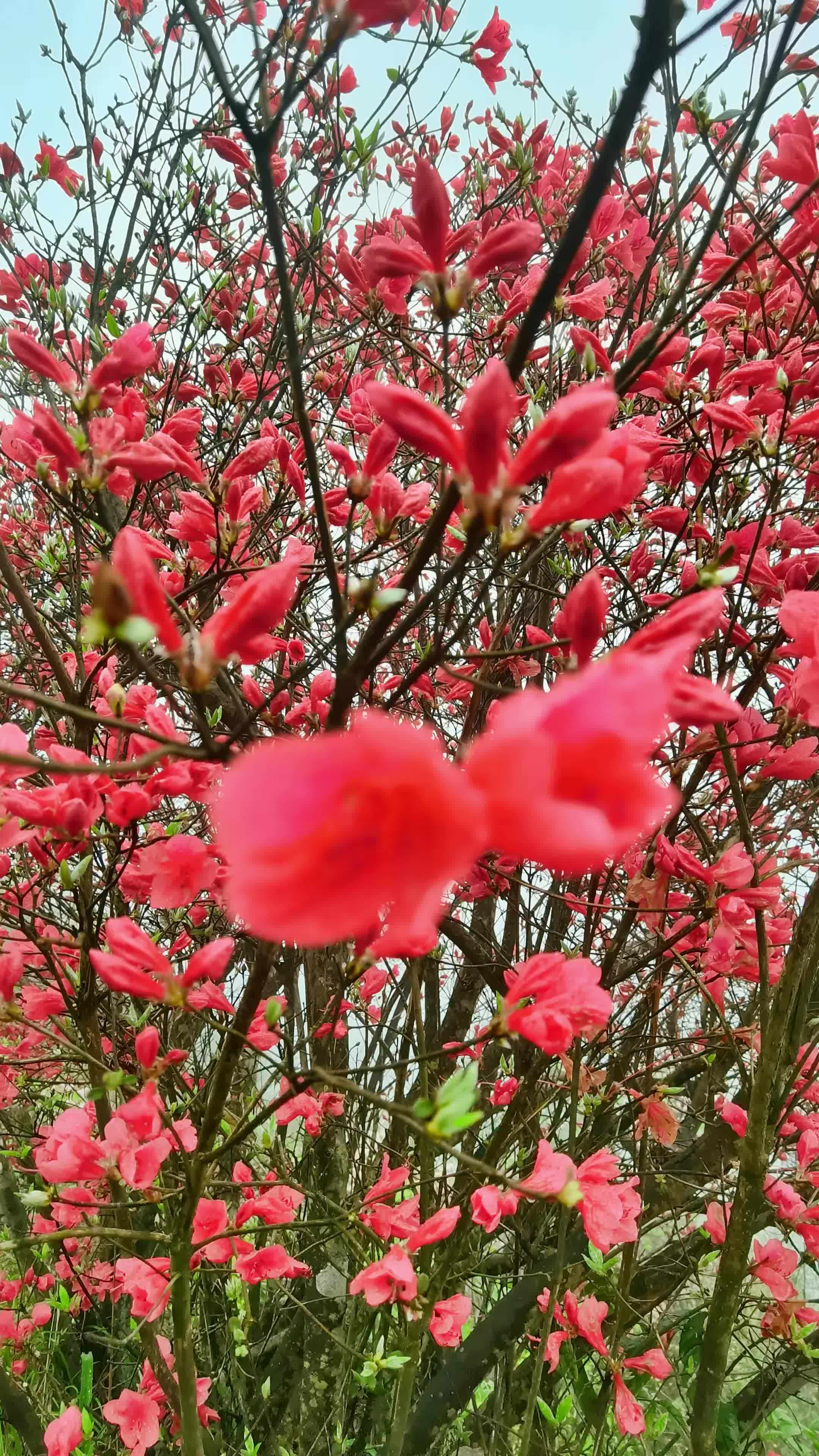 又是一年映山红开 漫山遍野的杜鹃花有多美