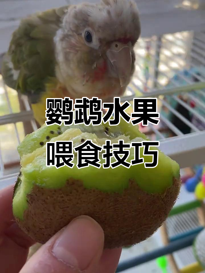 小太阳鹦鹉如何吃猕猴桃?萌宠日常大揭秘