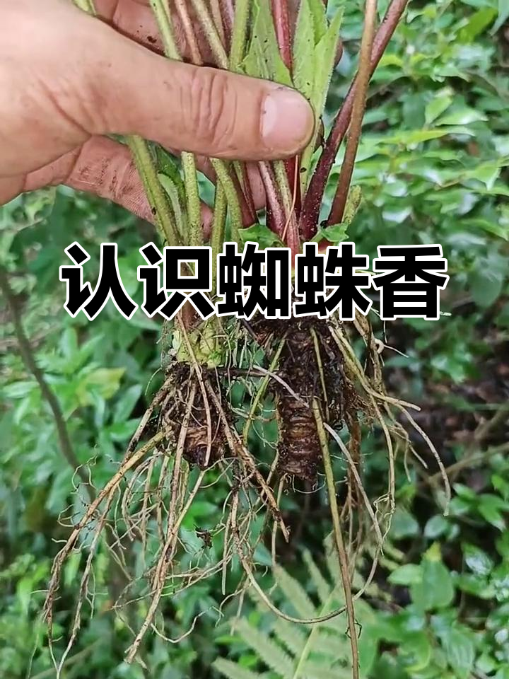 蜘蛛香的独特之处