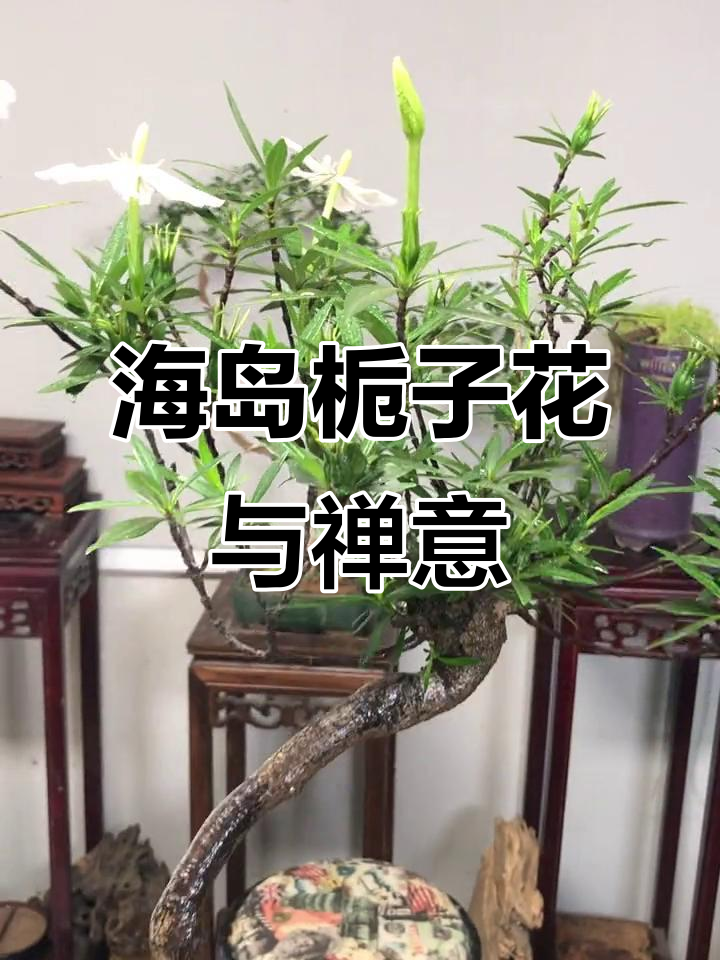 柳叶海岛栀子花开,禅意生活与自然之美