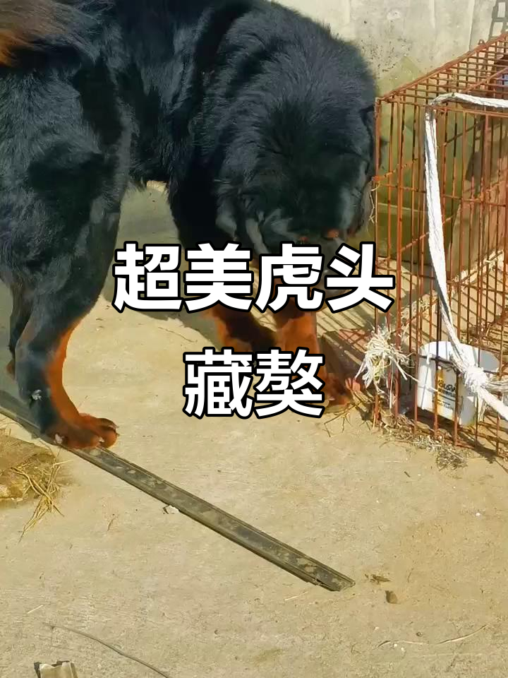 虎头藏獒四驱结构惊艳,完美尾型让人爱不释手