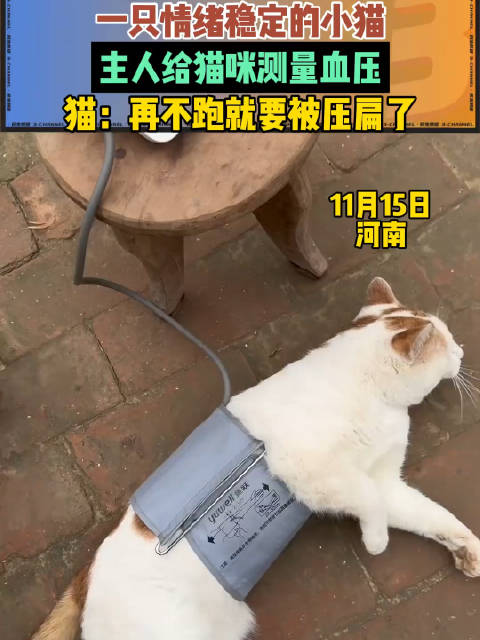 一只情绪稳定的小猫主人给猫咪测量血压,猫:再不跑就要被压扁了