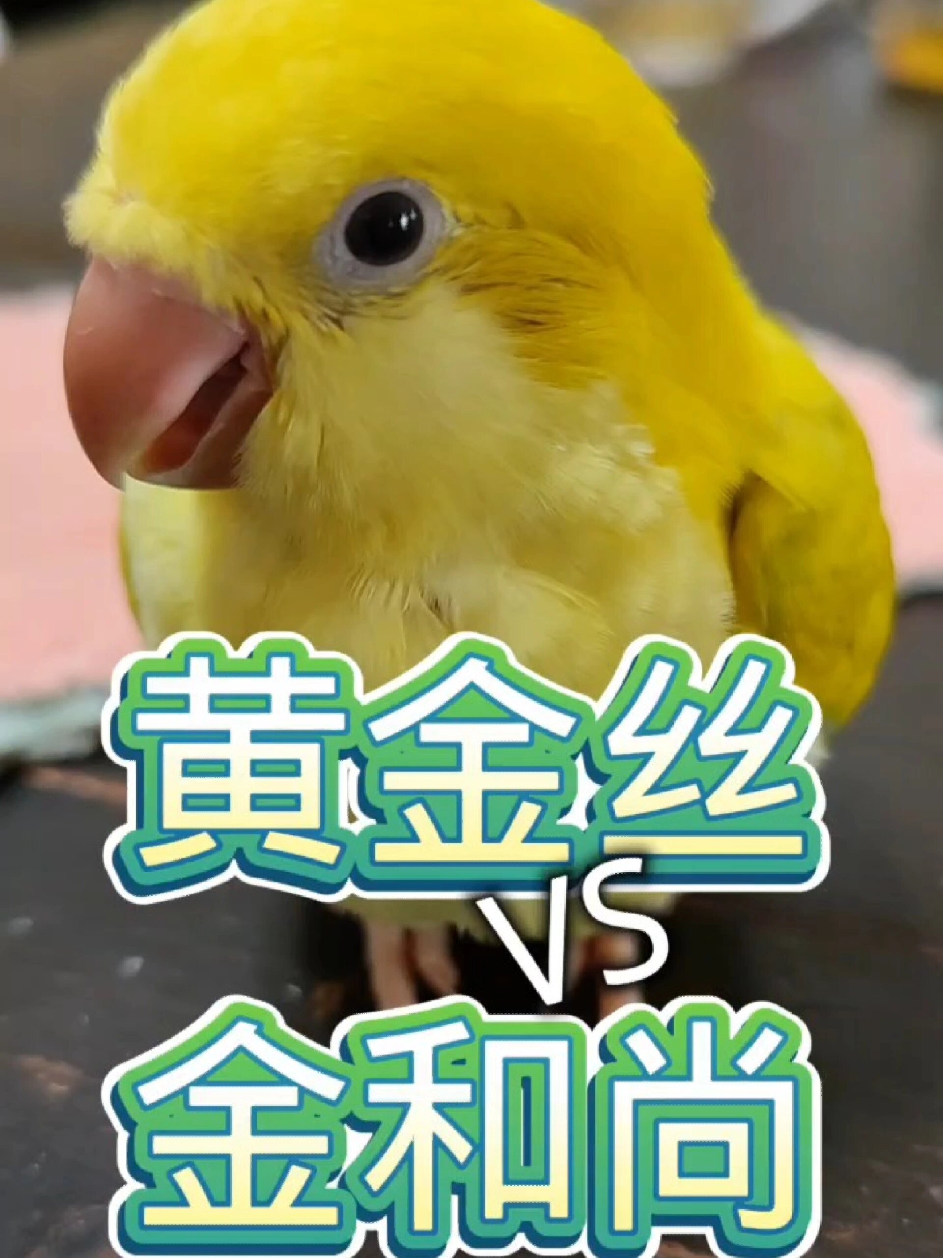 黄金丝,金鹦鹉怎样分手养鹦鹉,宠物萌宠