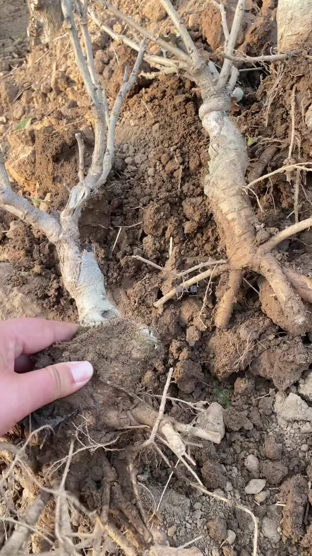 麝香紫藤盆景小老桩!当年开花 紫藤花 紫藤 老桩盆景 紫藤盆景