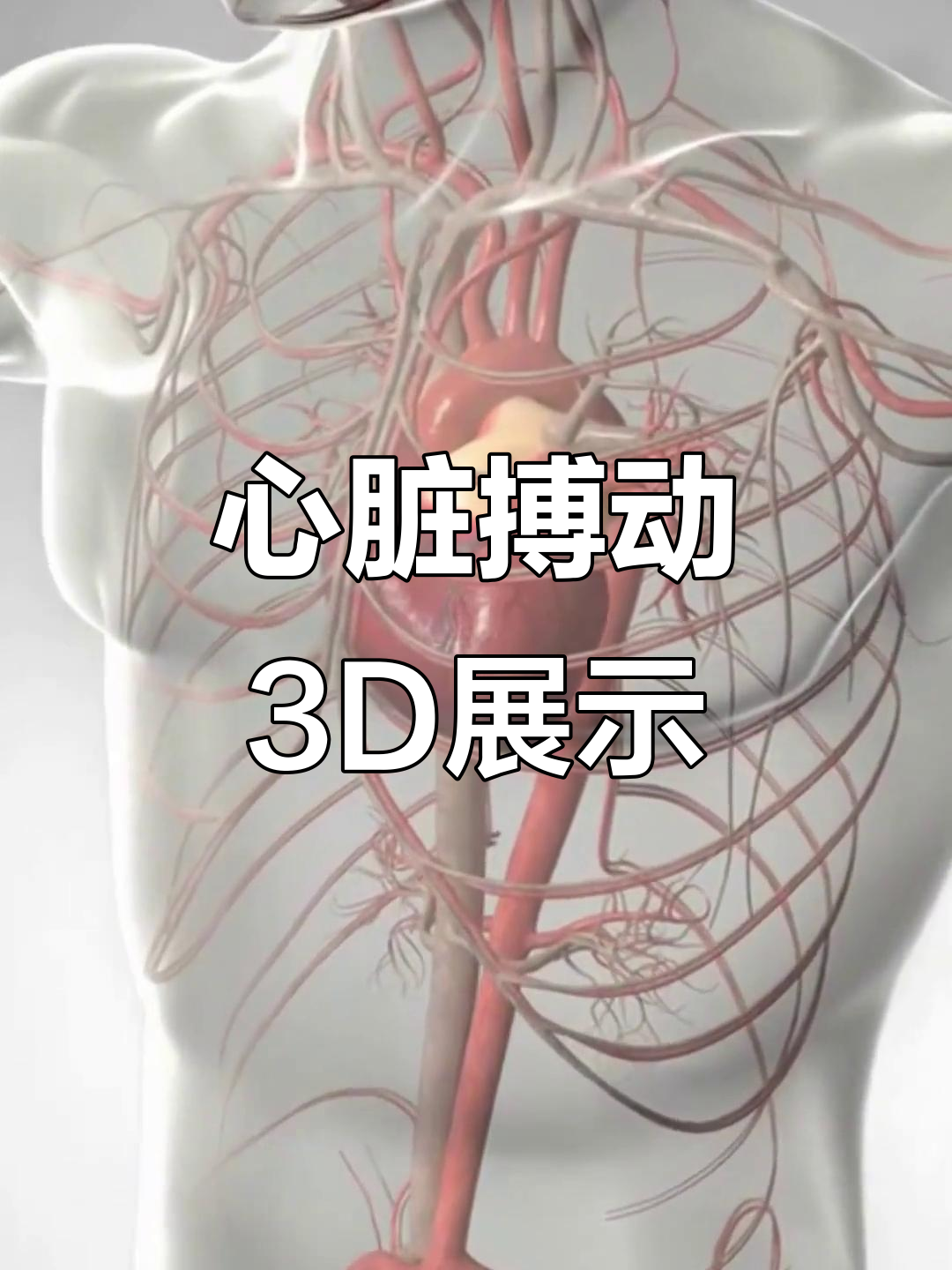 心脏如何跳动?3d动画演示全过程