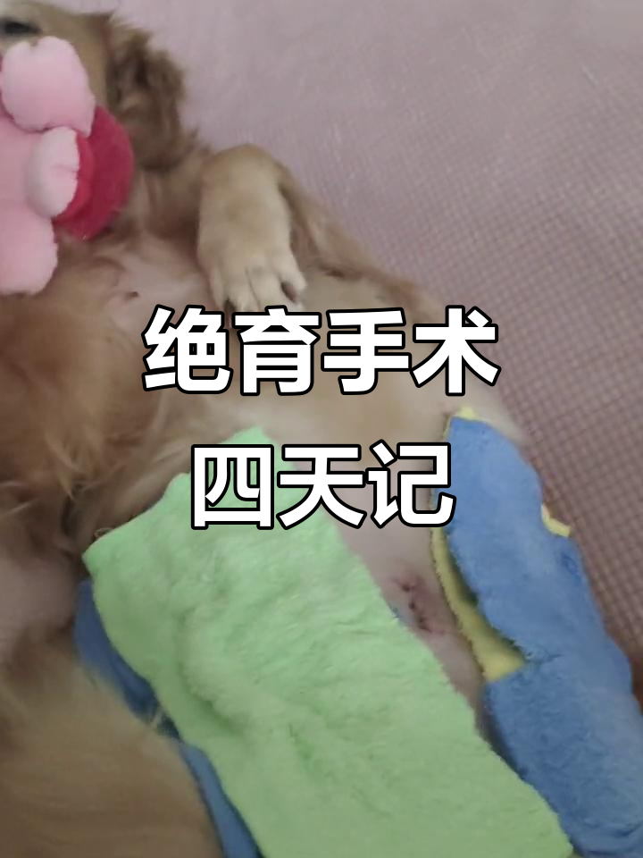 绝育手术后第四天,狗狗恢复情况记录