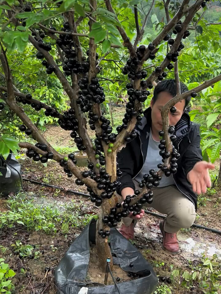 大果福冈嘉宝果抗寒品种