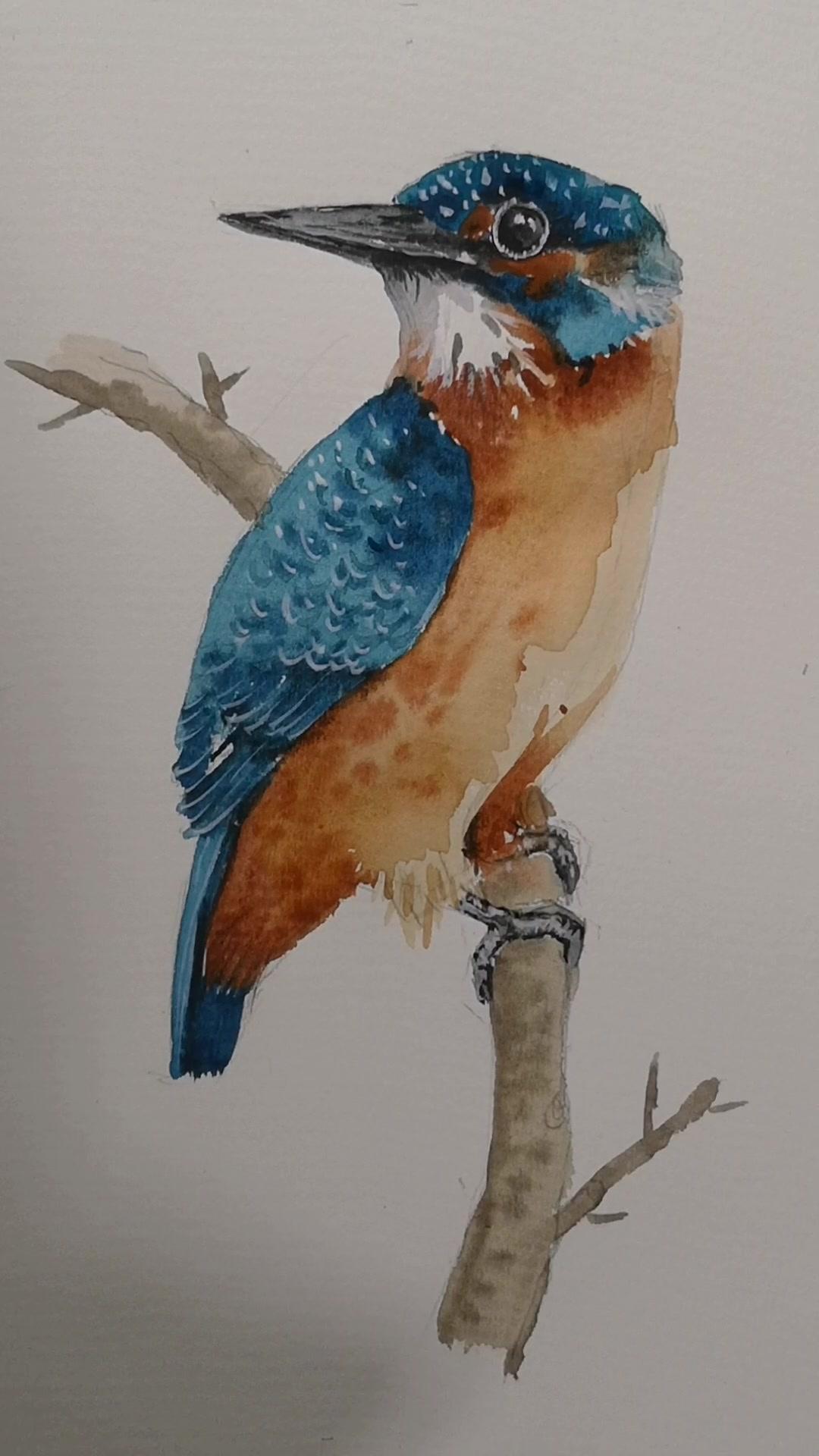 水彩画翠鸟 水彩 一起学画画 色彩-度小视