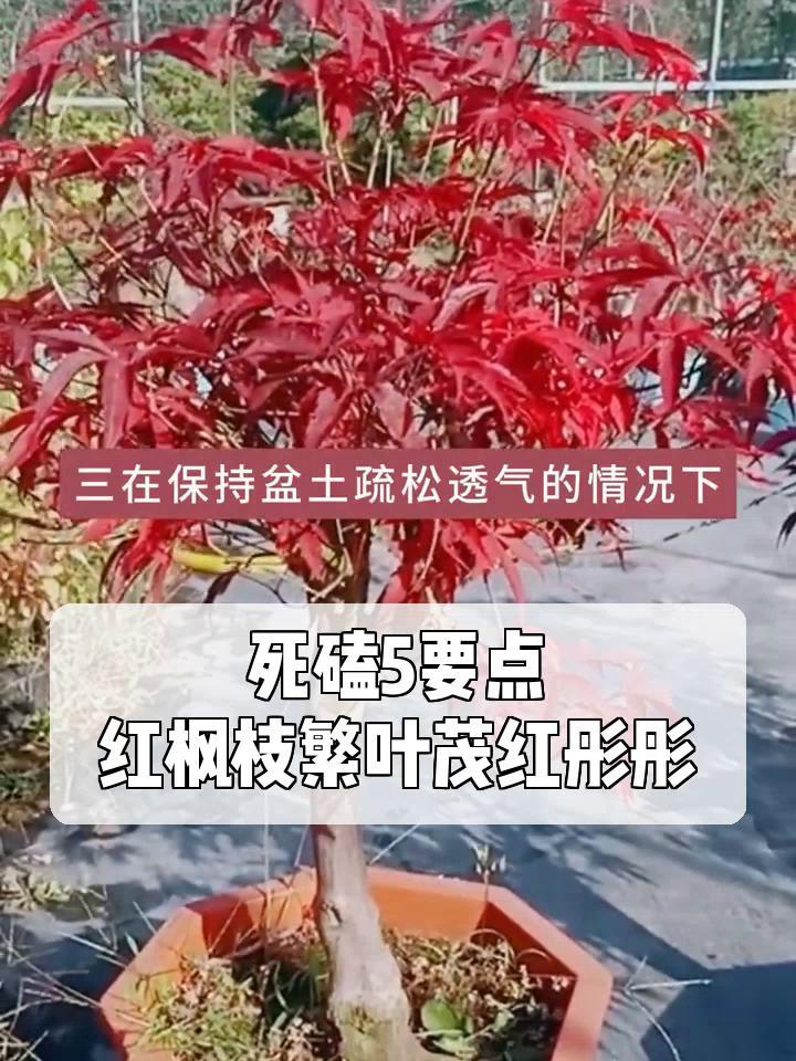死磕5要点,红枫枝繁叶茂红彤彤