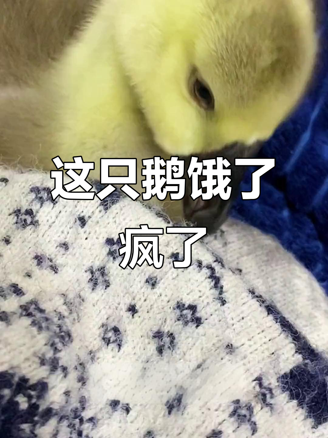 饿到连自己都敢咬,这鹅太搞笑了!