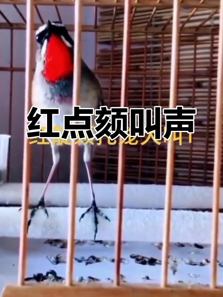 红点颏鸟鸣叫,声音清脆悦耳