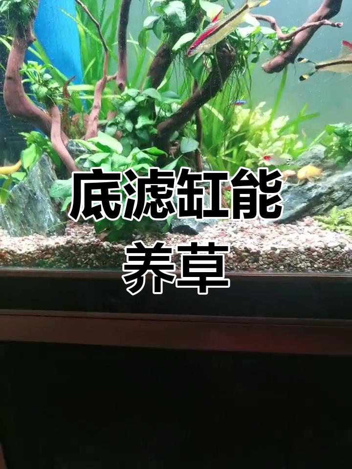 底滤鱼缸怎样种植水草图片