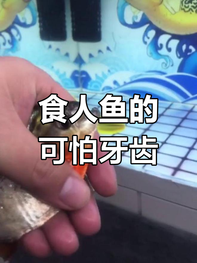 食人鱼牙齿曝光,竟然这么恐怖!
