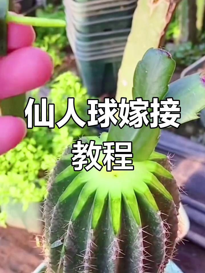 仙人球嫁接蟹爪兰,花开满盆香气扑鼻