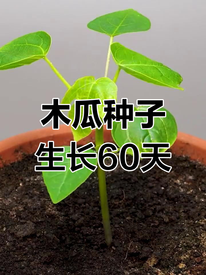 木瓜种子60天成长记,从播种到发芽全过程