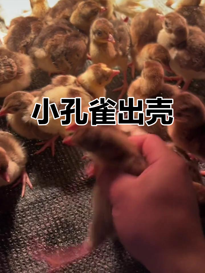 刚出生的小孔雀,萌态十足,太可爱了!