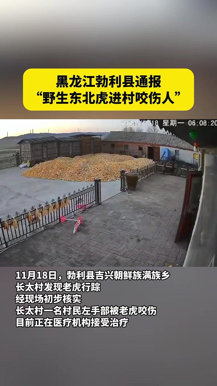 东北虎事件图片