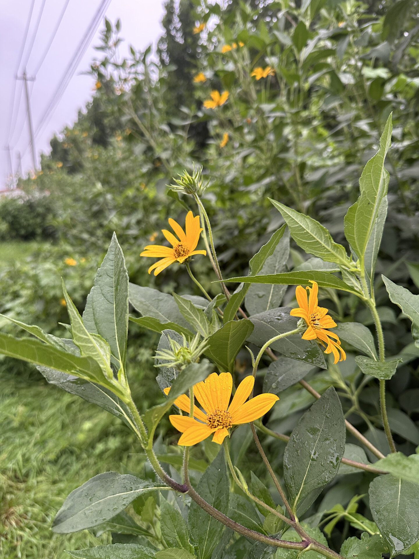 红果菊芋怎么种植图片