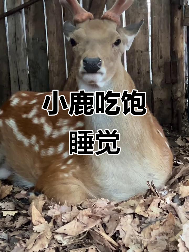 梅花鹿吃饱后,悠闲地睡个午觉